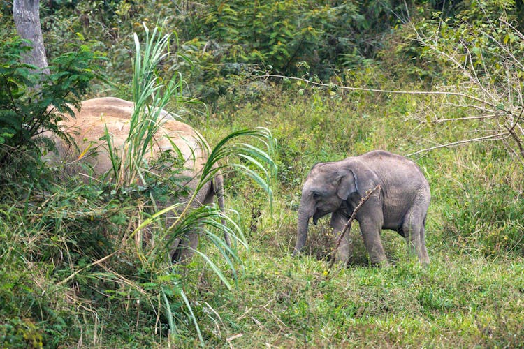 Kui Buri Tour & 4x4 Elephant Safari from Hua Hin