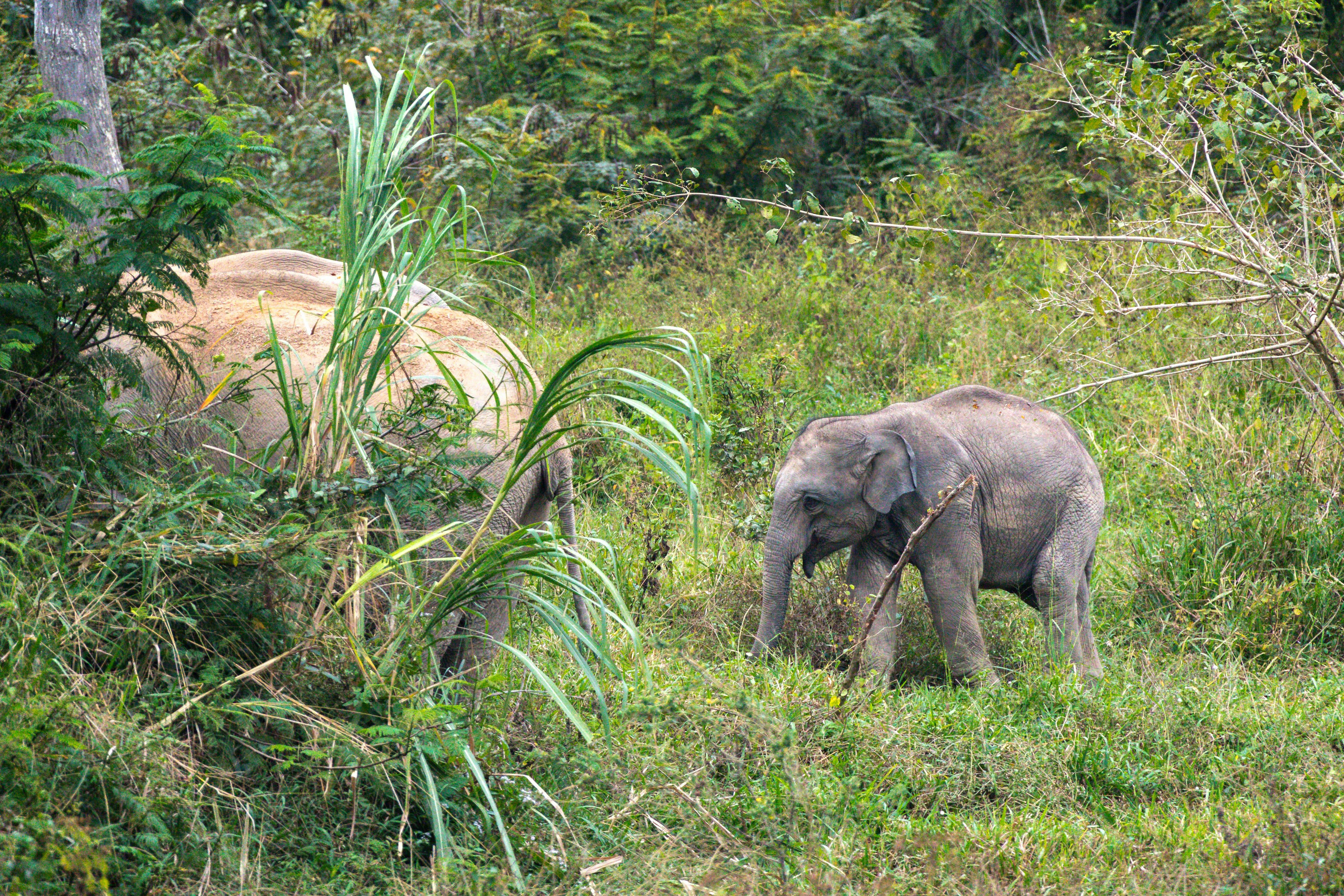 Kui Buri Tour & 4x4 Elephant Safari