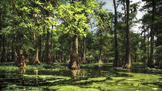 Guided bayou kayak tour
