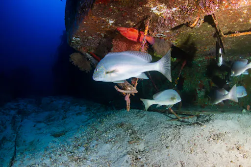 Ko Bon, Ko Tachai & Premchai Wreck Diving Tour
