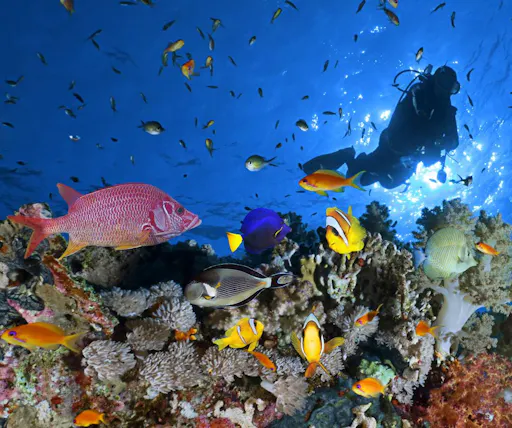Ko Bon, Ko Tachai & Premchai Wreck Diving Tour