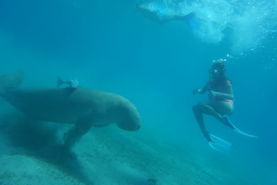 Expériences et cours de plongée sous-marine à Marsa Alam