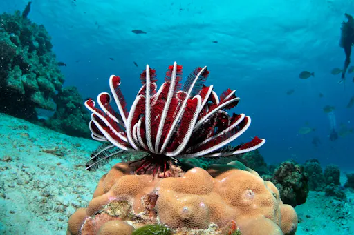 Raya Yai Island Snorkelling Cruise