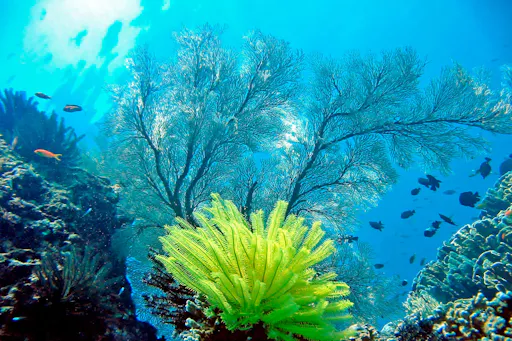 Raya Yai Island Snorkelling Cruise