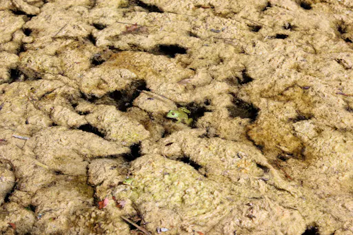 Cross-country Cayenne Tour