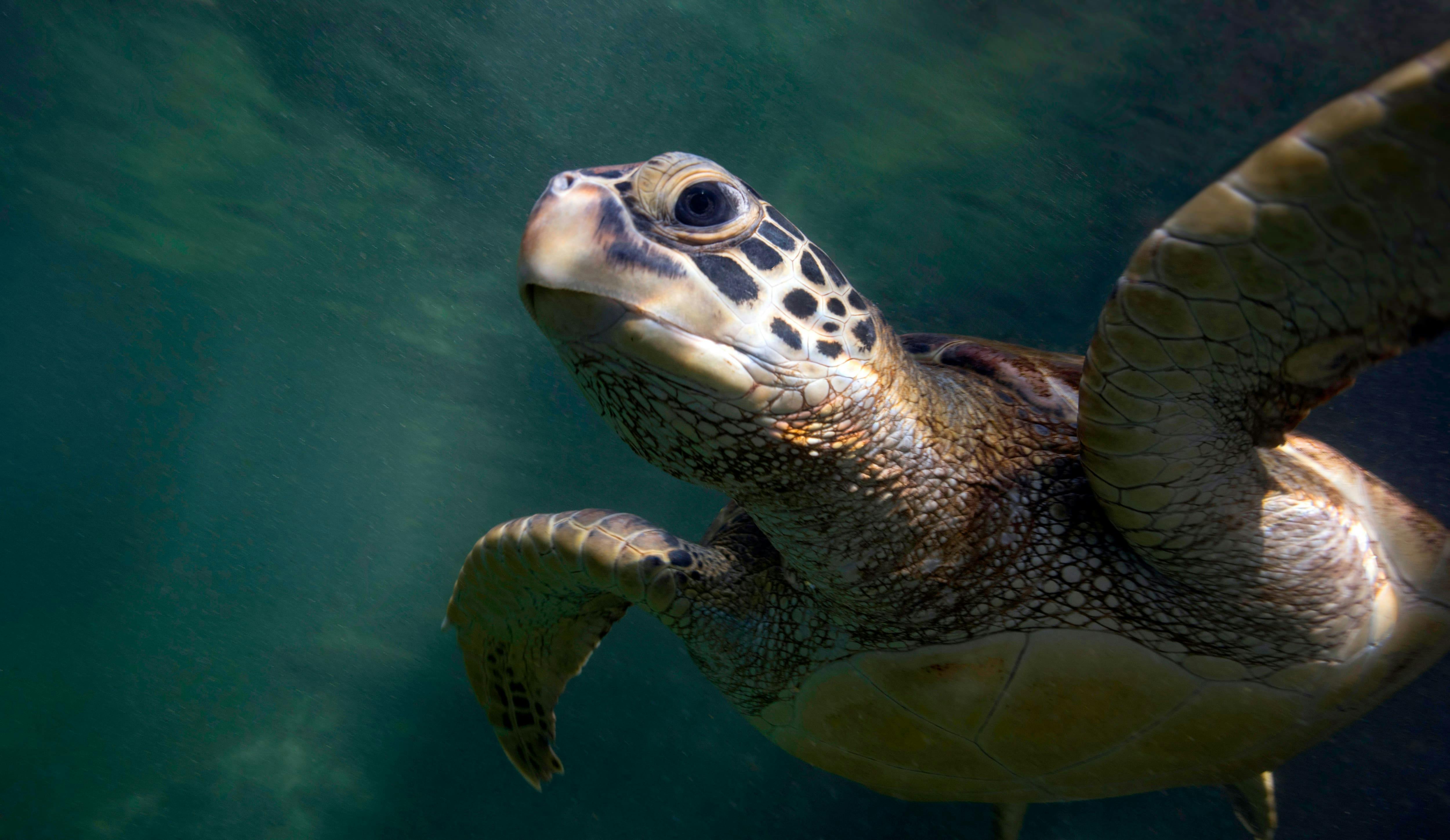 Dalyan & Turtle Beach Tour