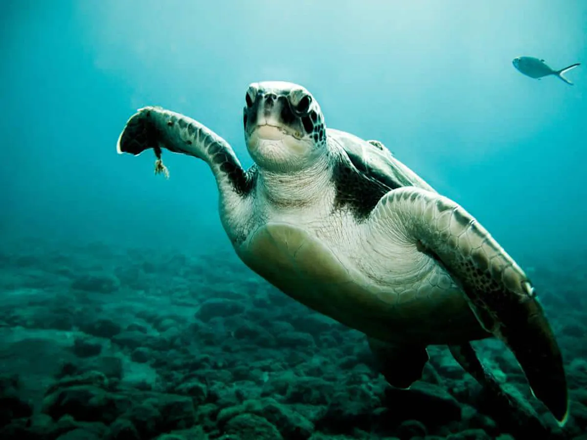 Abades Bay Snorkelling Ticket