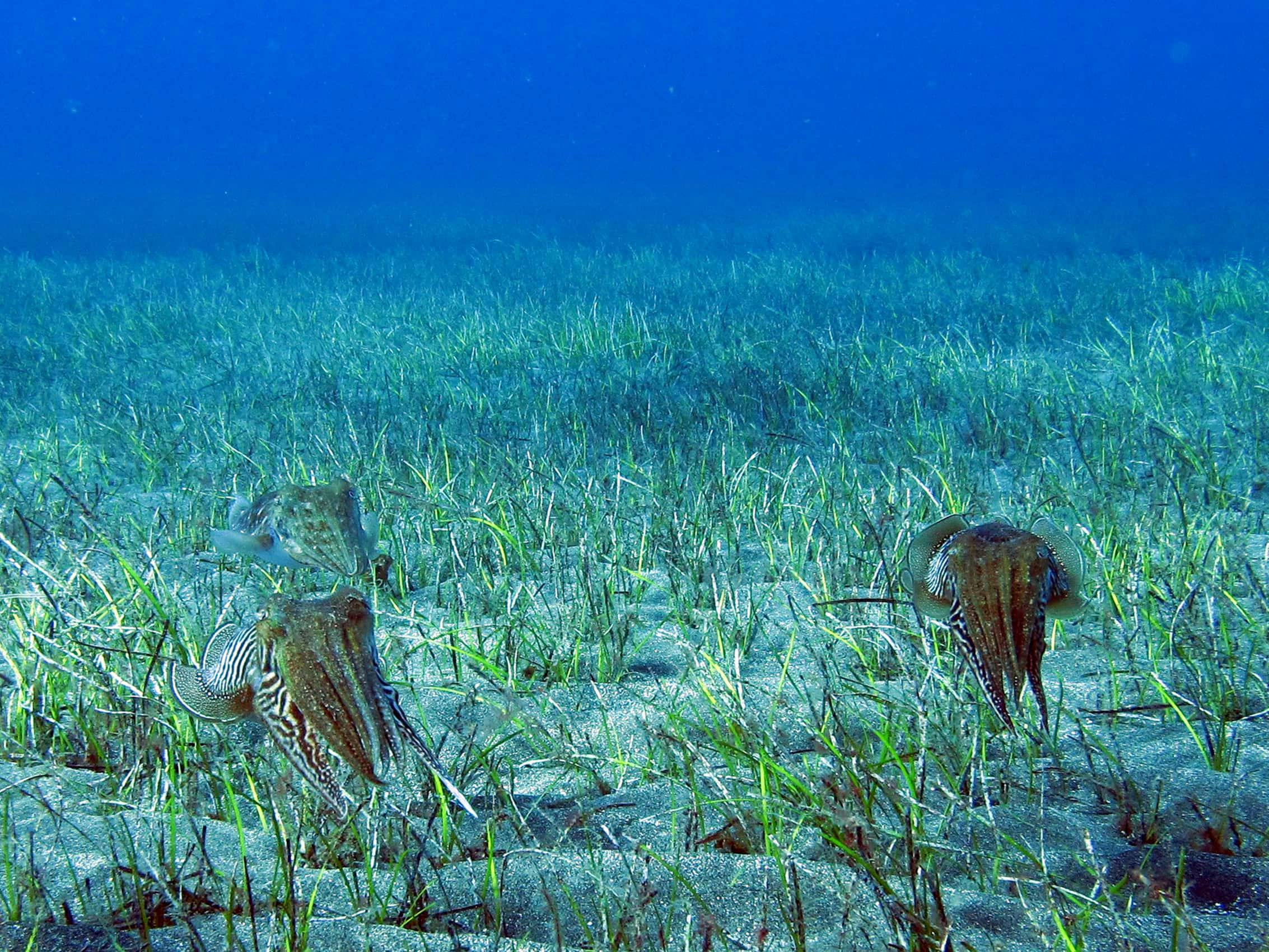 Abades Bay Snorkelling Ticket