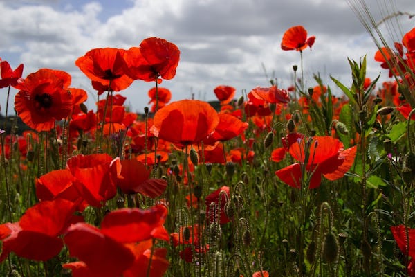Flander Fields full-day Tour from Brussels