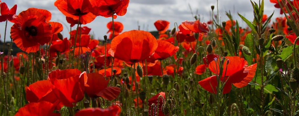 Flander Fields Ganztagestour ab Brüssel