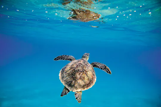 Catamaran and snorkelling cruise in Barbados with lunch