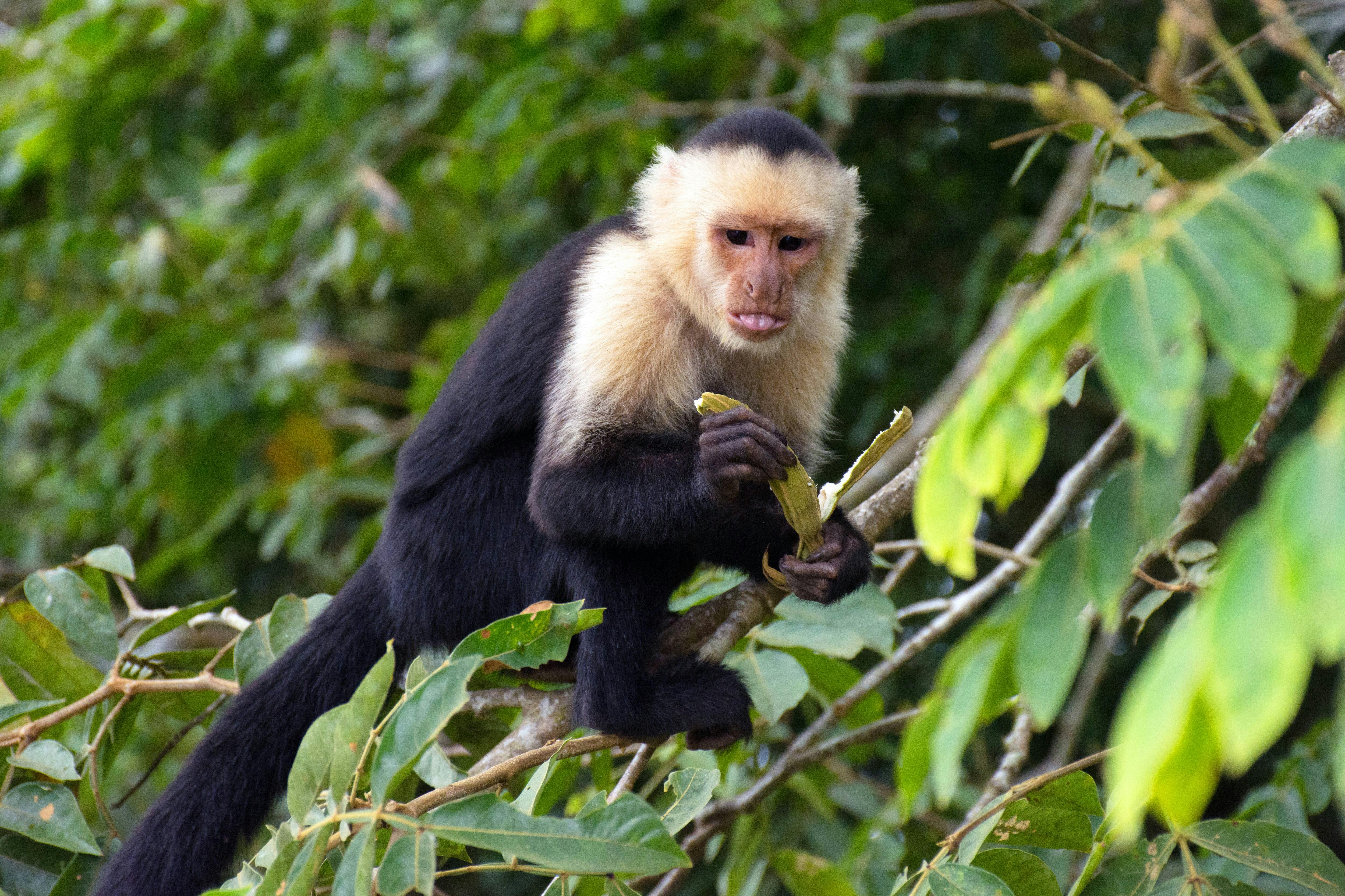 Caño Negro Tour & Río Frío Wildlife Safari by Boat