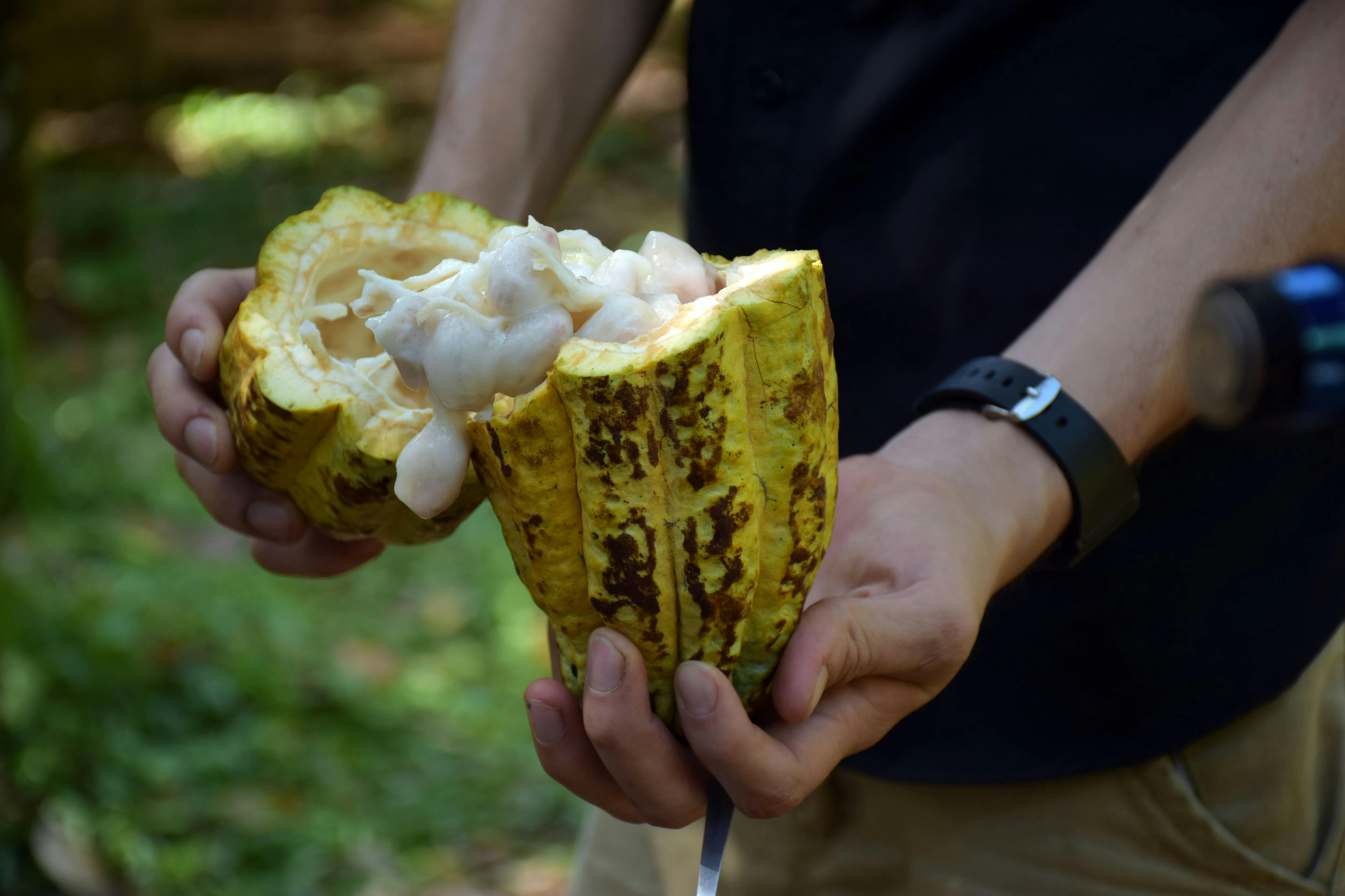 Passeio pela Fazenda de Chocolate e Cachoeira La Fortuna