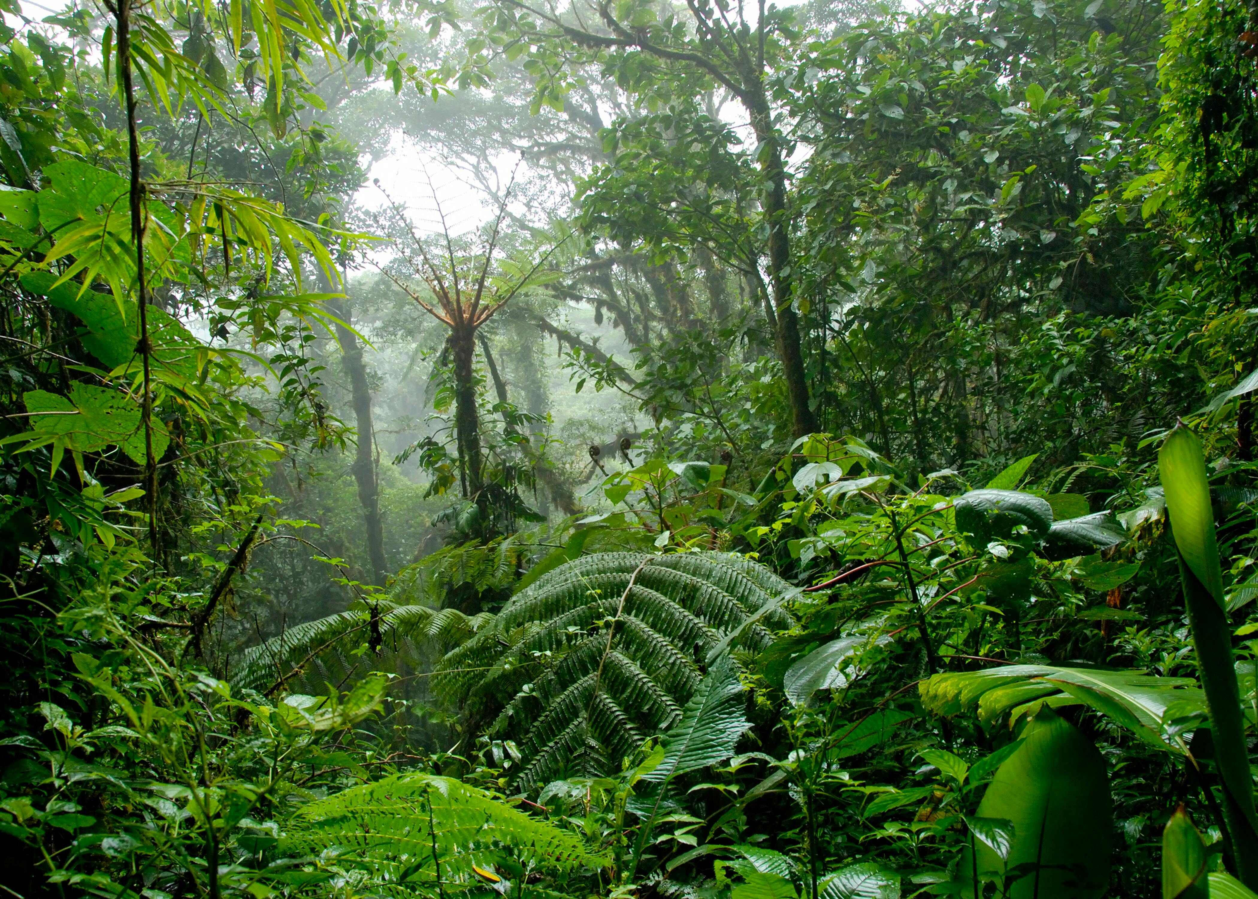 Santa Elena Cloud Forest Biological Reserve Tour