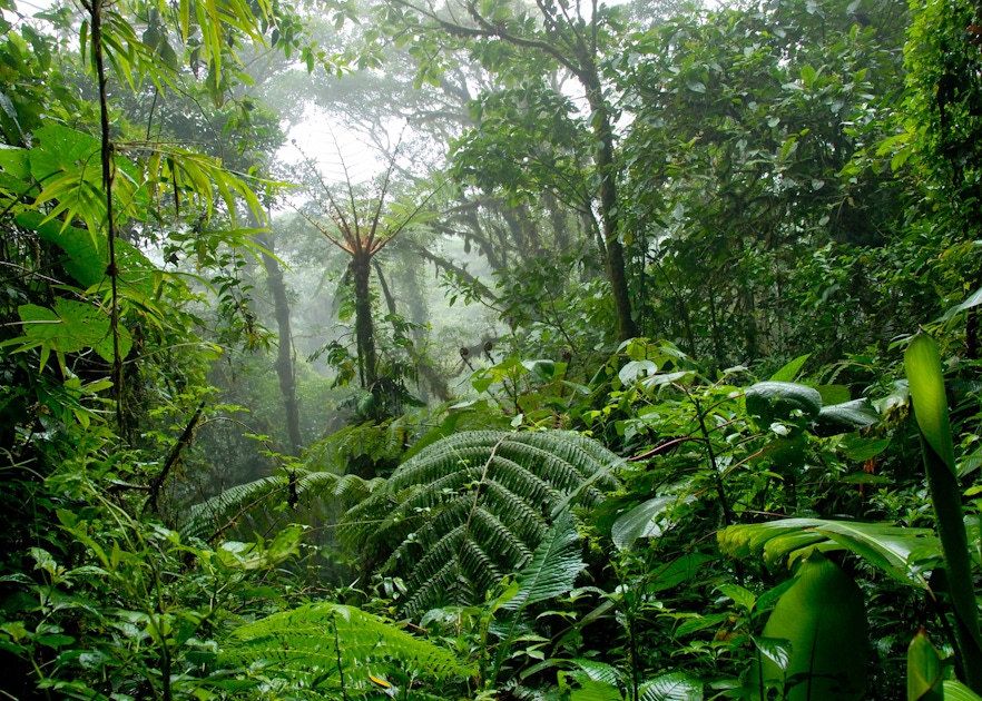 Santa Elena Cloud Forest Biological Reserve Tour | musement