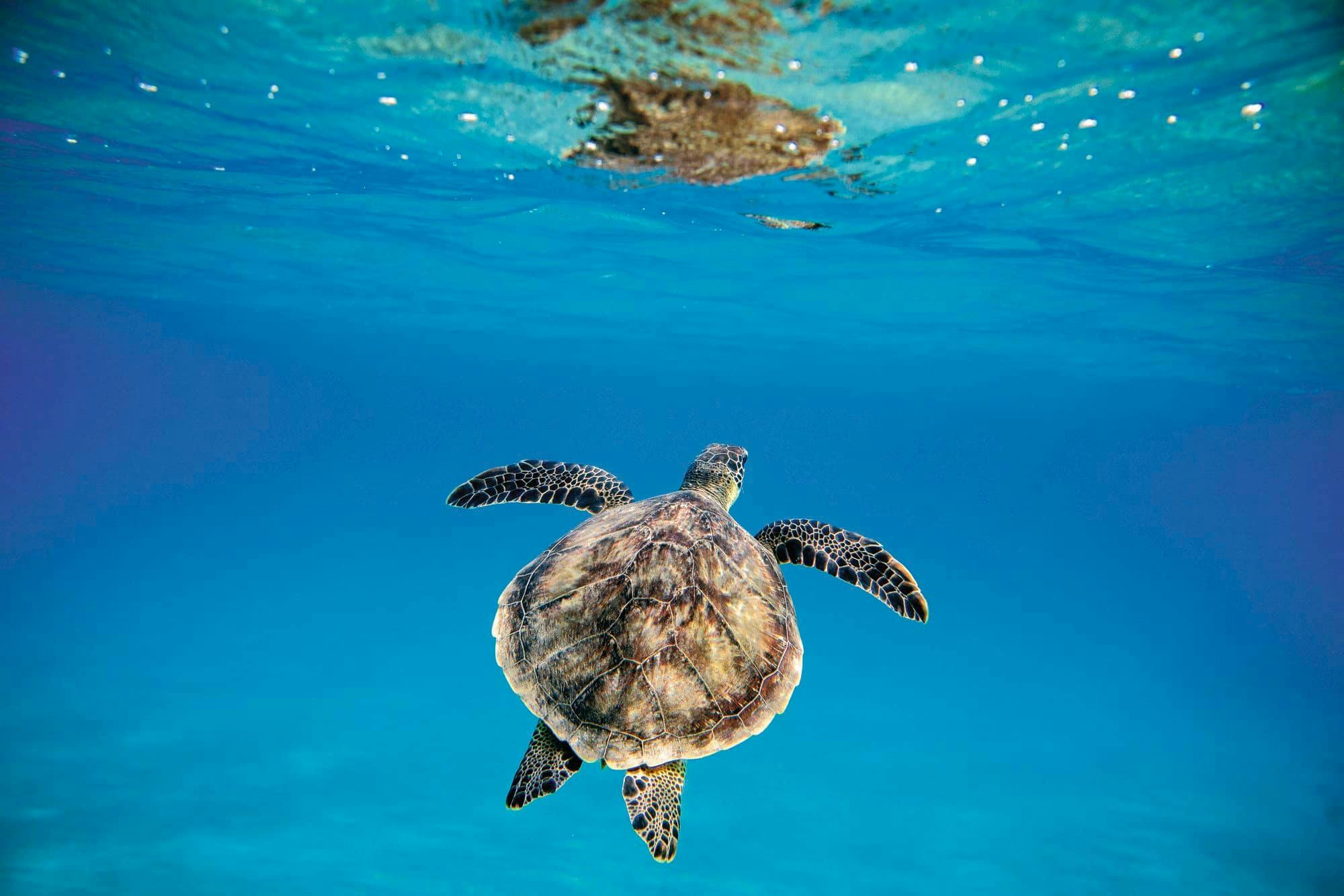 Excursión de snorkel con tortugas de Barbados