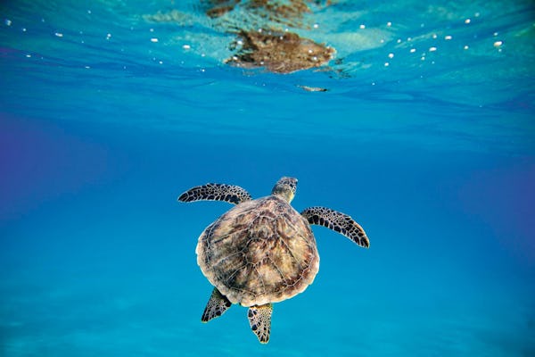 Barbados Turtle Snorkelling Tour