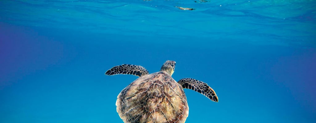 Excursión de snorkel con tortugas de Barbados