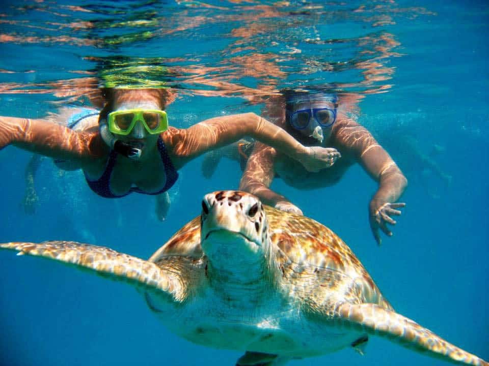 Barbados Turtle Snorkelling Tour