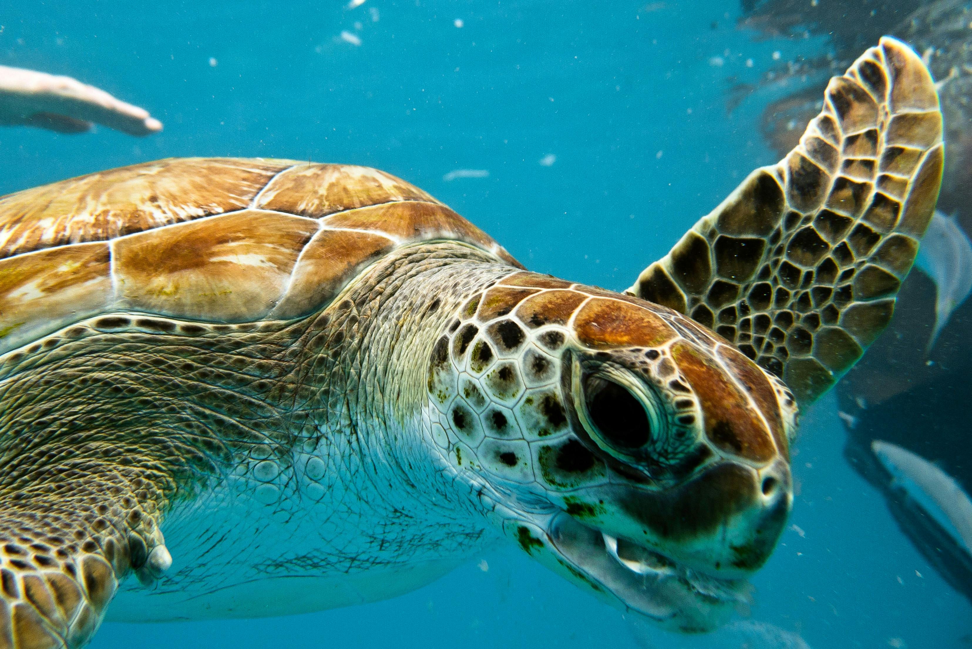 Barbados Turtle Snorkelling Tour