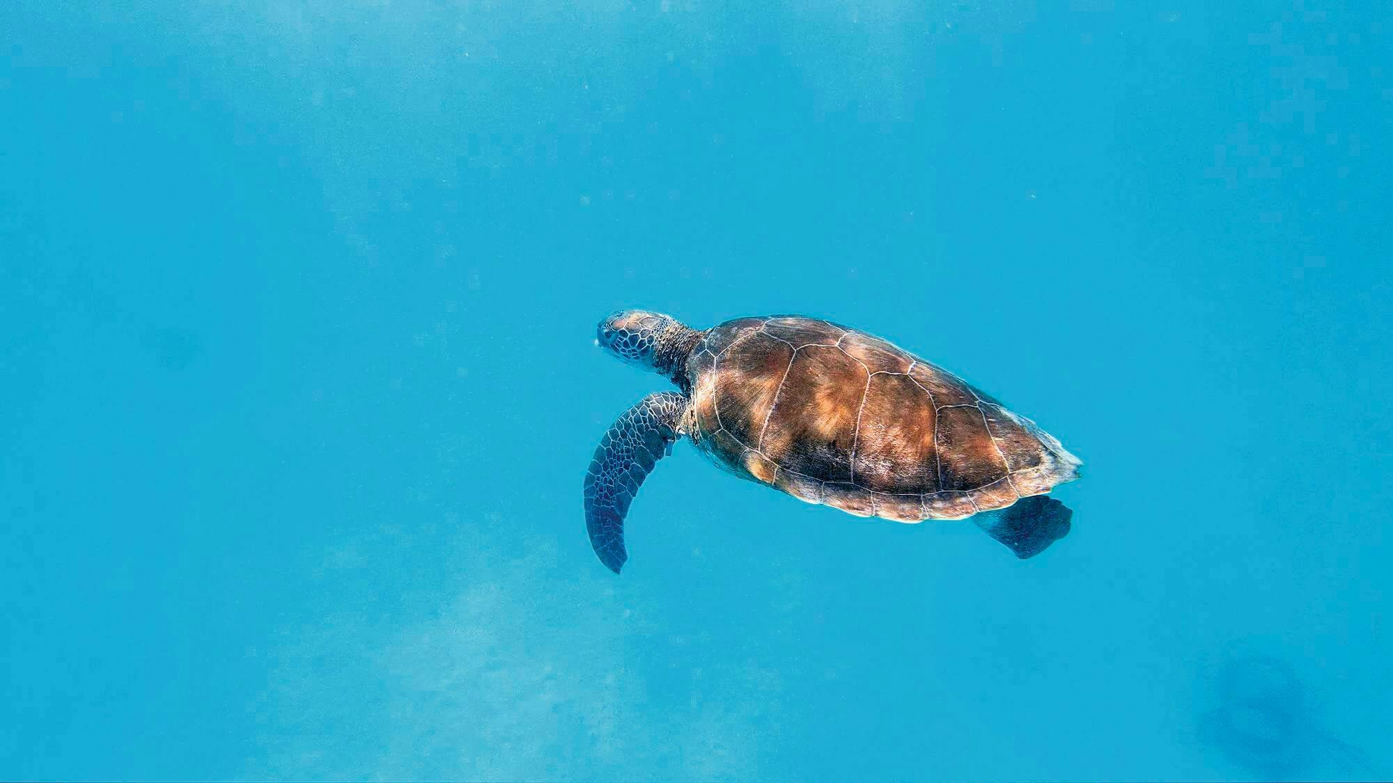 Barbados Turtle Snorkelling Tour