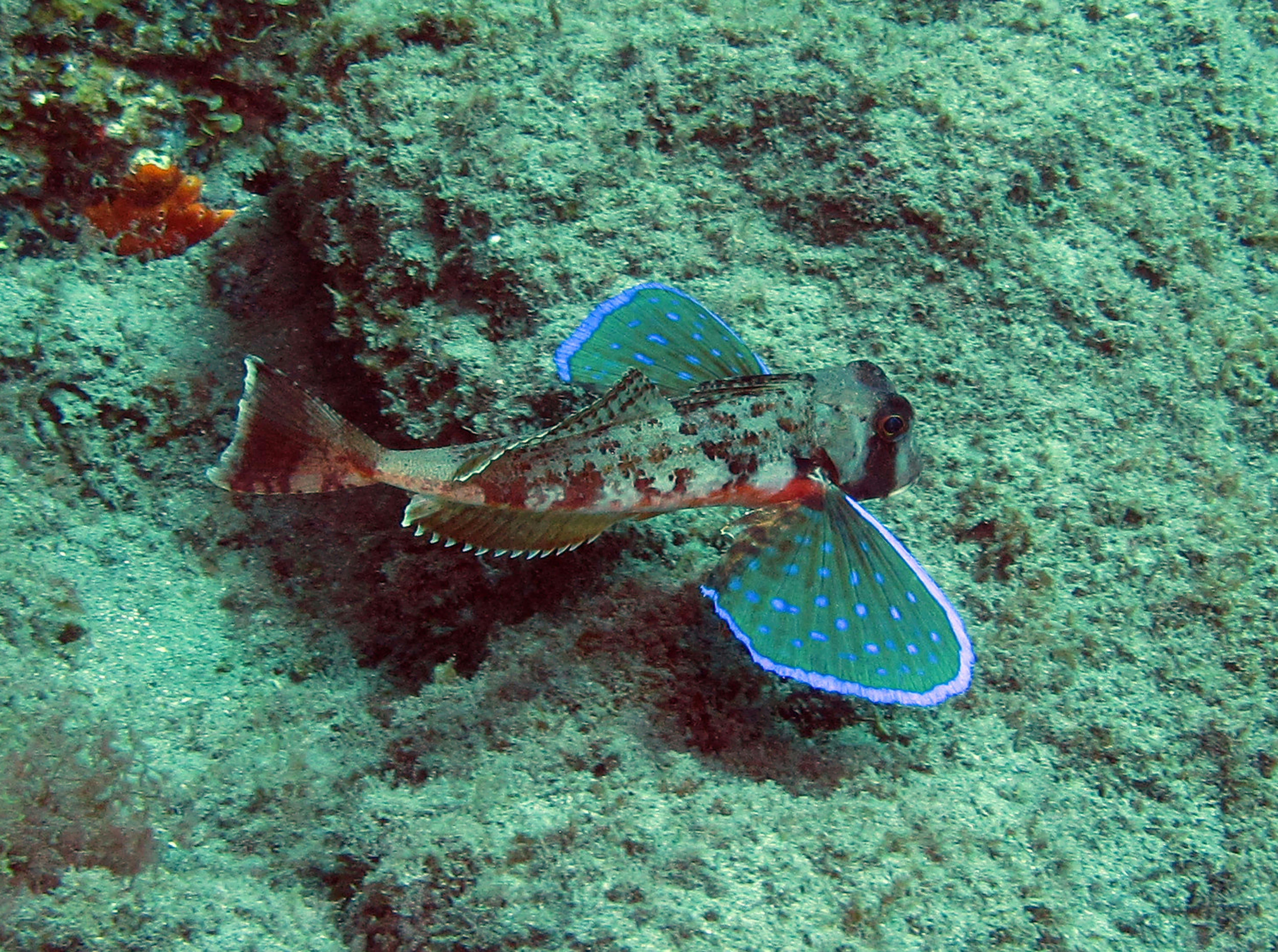 Abades Bay Scuba Dive