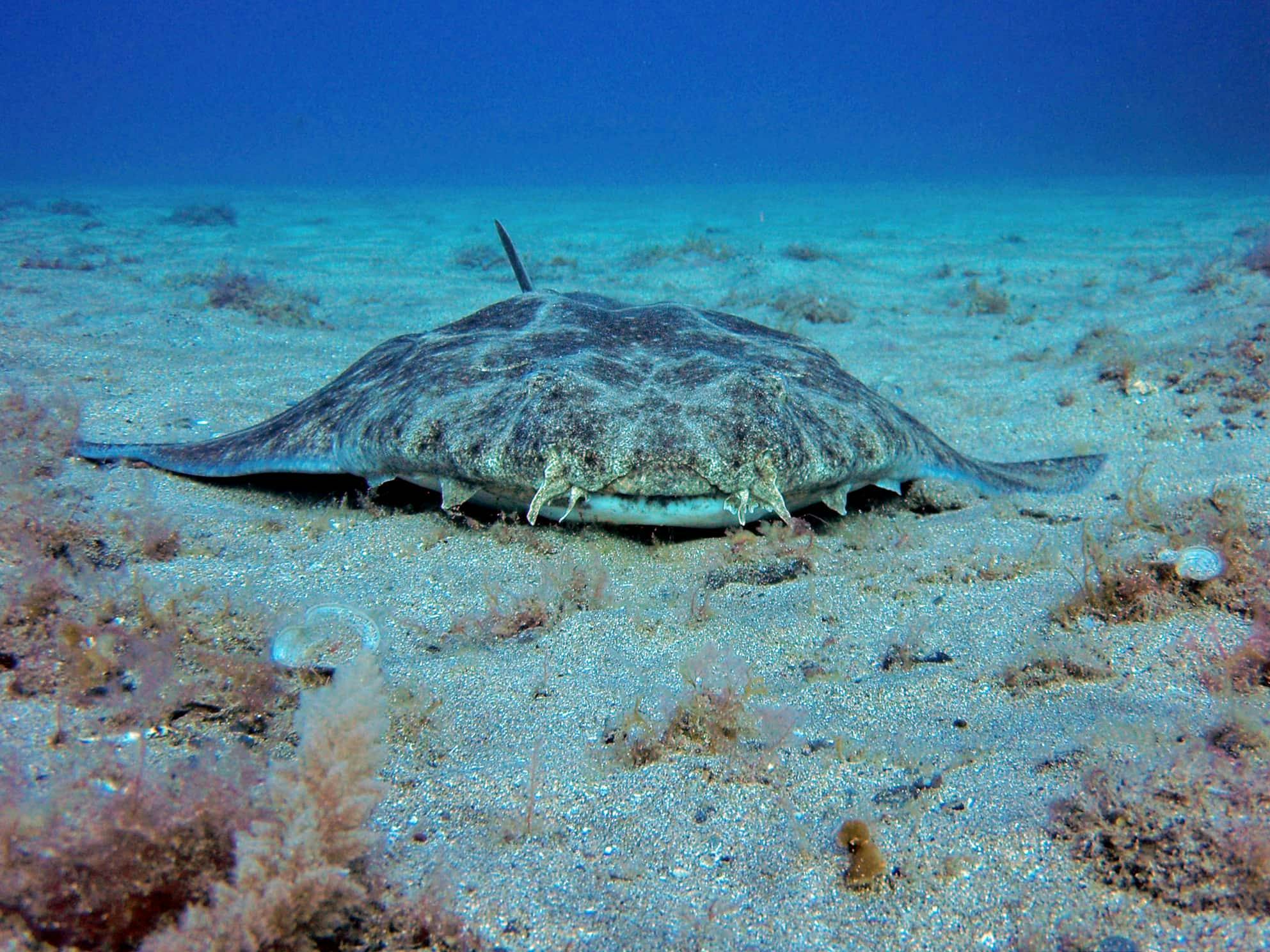 Abades Bay Scuba Dive