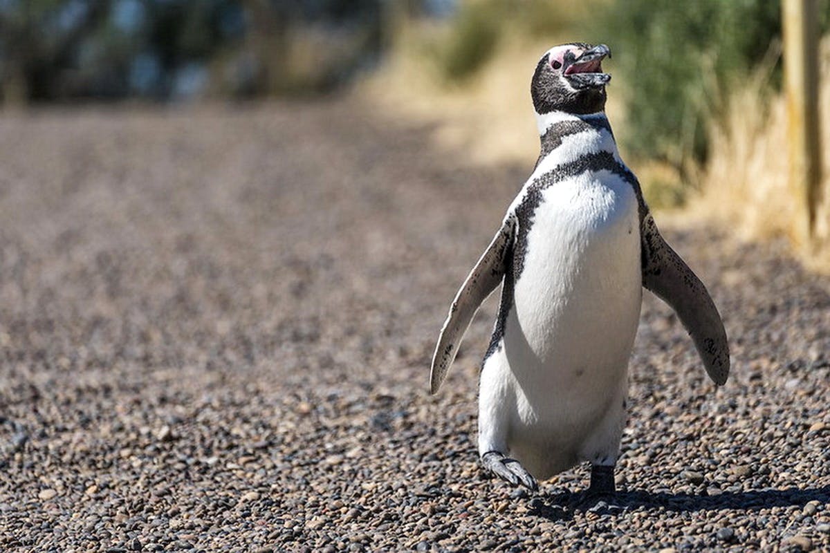 Tour privato della riserva di pinguini a Punta Tombo da Puerto Madryn