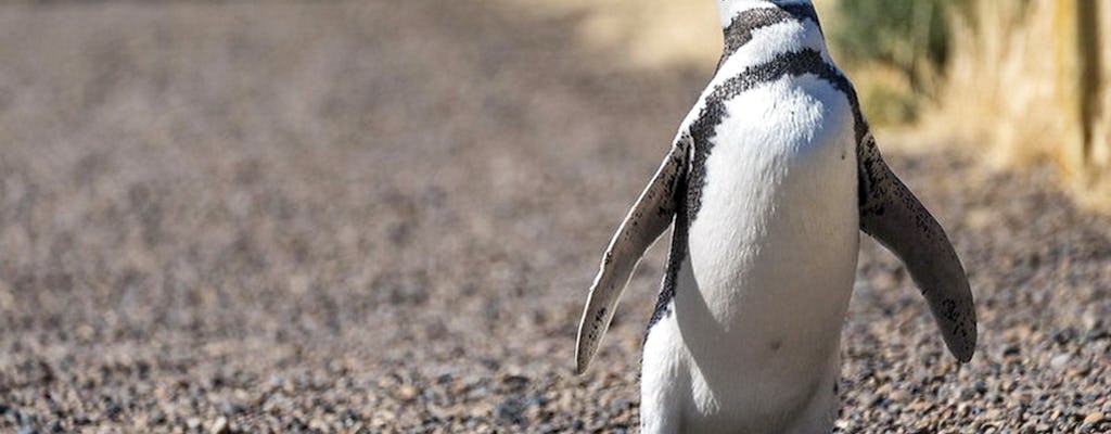 Excursão privada à reserva de pinguins em Punta Tombo saindo de Puerto Madryn