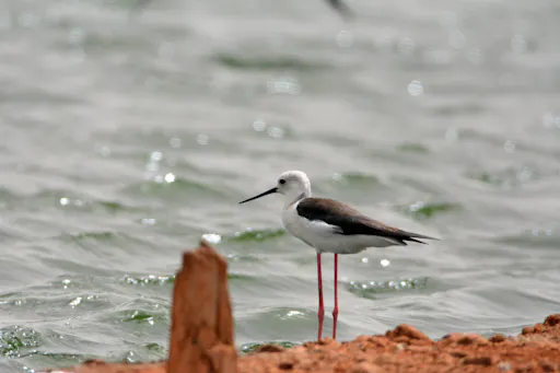 Boa Vista Birdwatching Experience