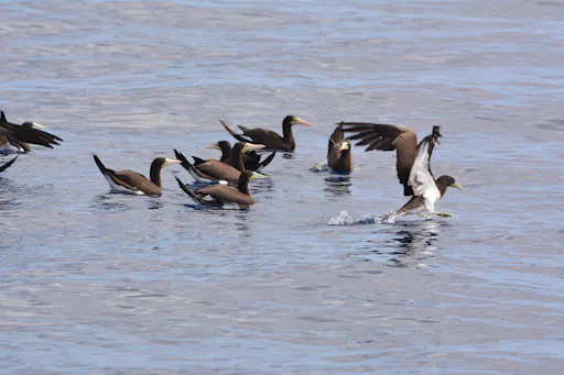 Boa Vista Birdwatching Experience