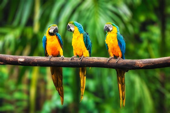 Bird Kingdom admission tickets