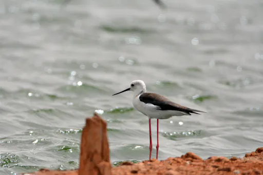 Boa Vista Birdwatching Experience