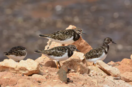 Boa Vista Birdwatching Experience