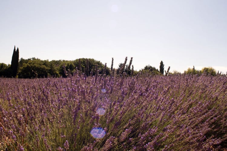Dinner with private chef in a lavender field