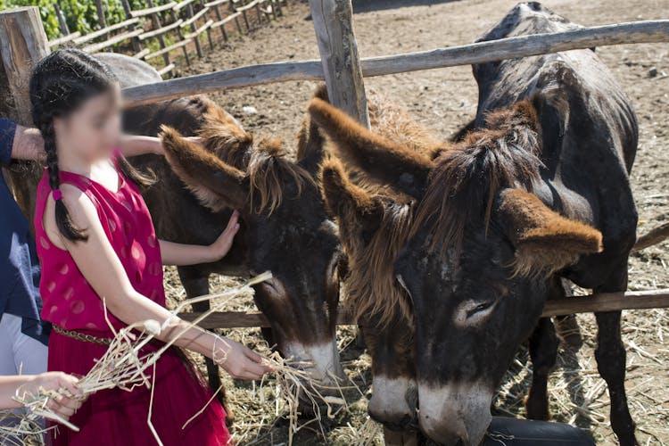 Animal farm tour and Aaromas garden at Bio Fattoria Augustali