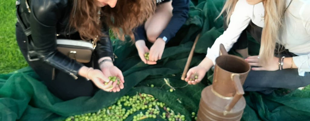 Récolte d'olives, dégustation de vins et brunch à Bio Fattoria Augustali
