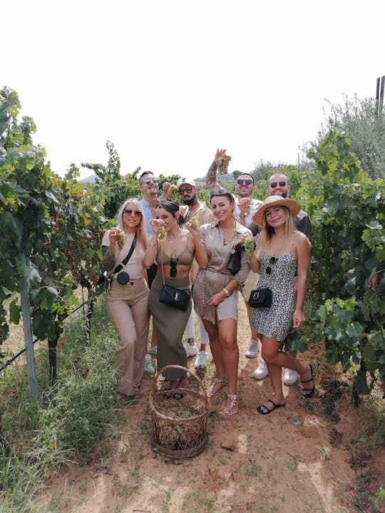 Grape harvest at Bio Fattoria Augustali