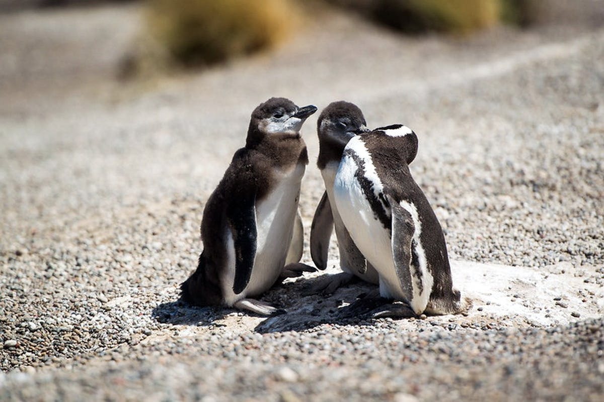 Guided tour of Punta Tombo and penguin reserve from Puerto Madryn