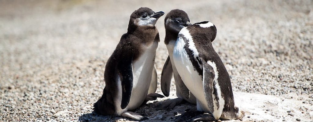 Visita guiada a Punta Tombo e reserva de pinguins de Puerto Madryn