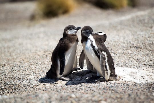 Wycieczka z przewodnikiem po Punta Tombo i rezerwacie pingwinów z Puerto Madryn