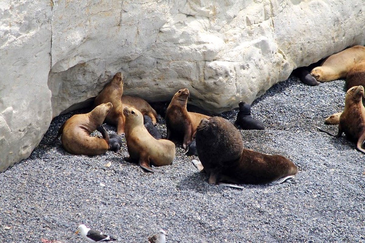 Guided tour of Puerto Madryn and Punta Loma sea lions reserve