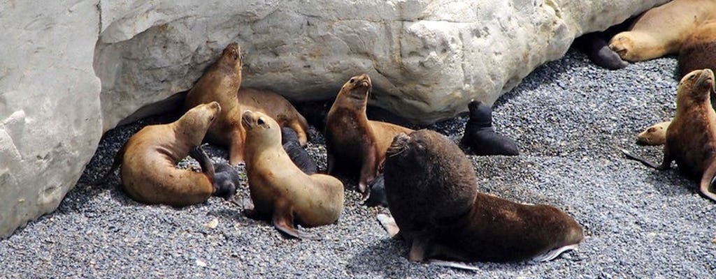 Visite guidée de la réserve d'otaries de Puerto Madryn et de Punta Loma