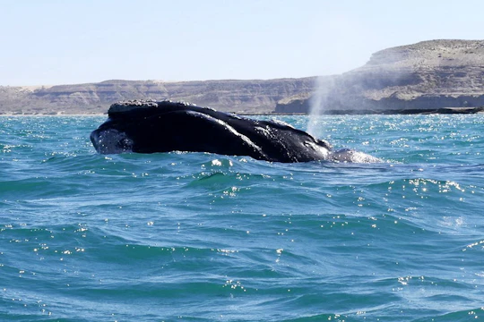 Tour of Pirámides Port and boat experience in Puerto Madryn