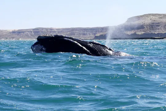 Tour of Pirámides Port and boat experience in Puerto Madryn