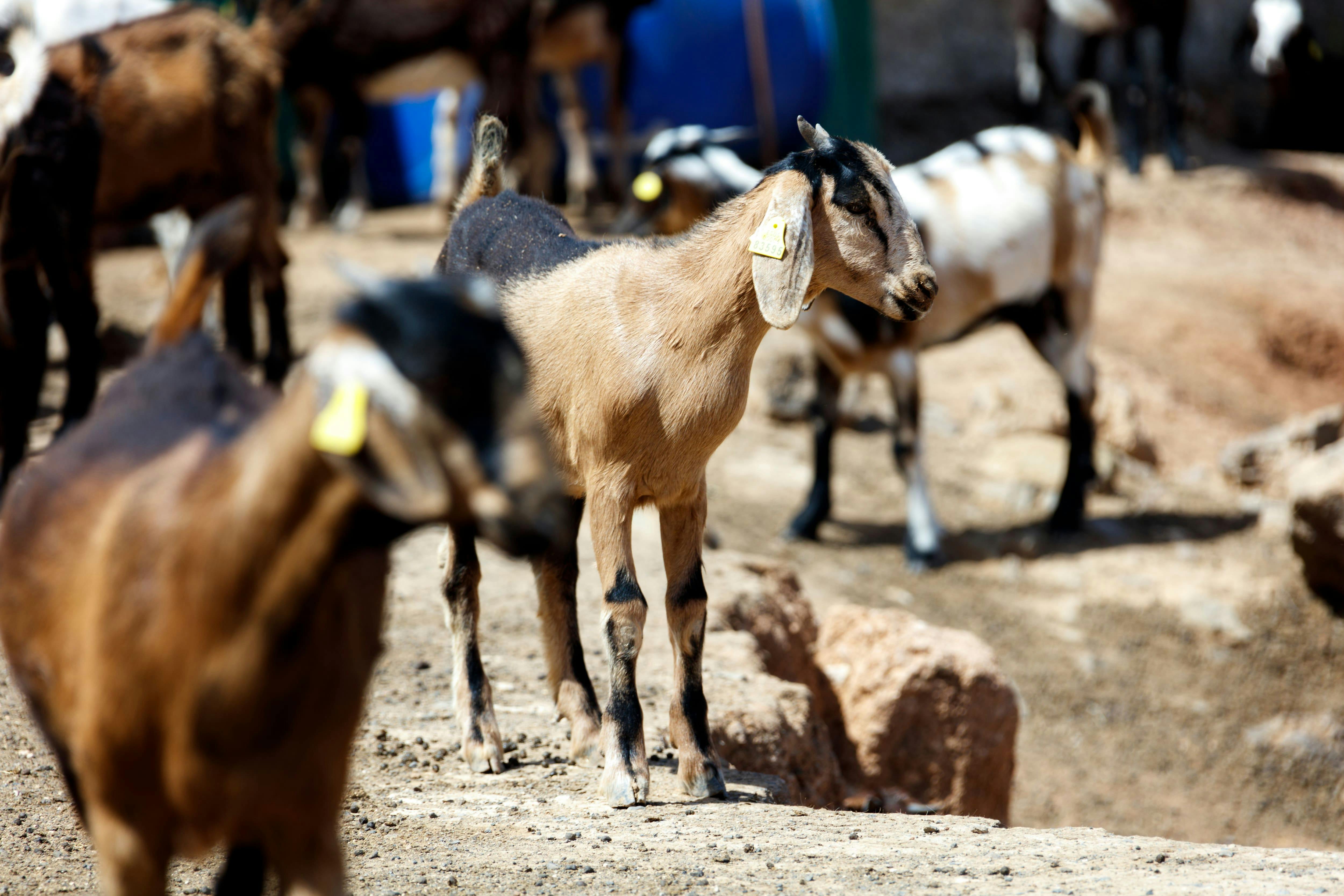 Discover Fuerteventura Tour