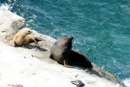 Península Valdés e reserva de leões marinhos saindo de Puerto Madryn