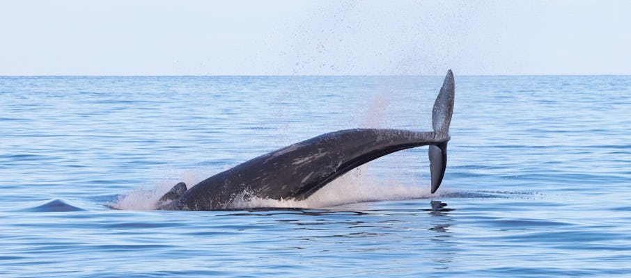 Passeio de barco para observação de baleias e golfinhos saindo da Marina Quinta do Lorde