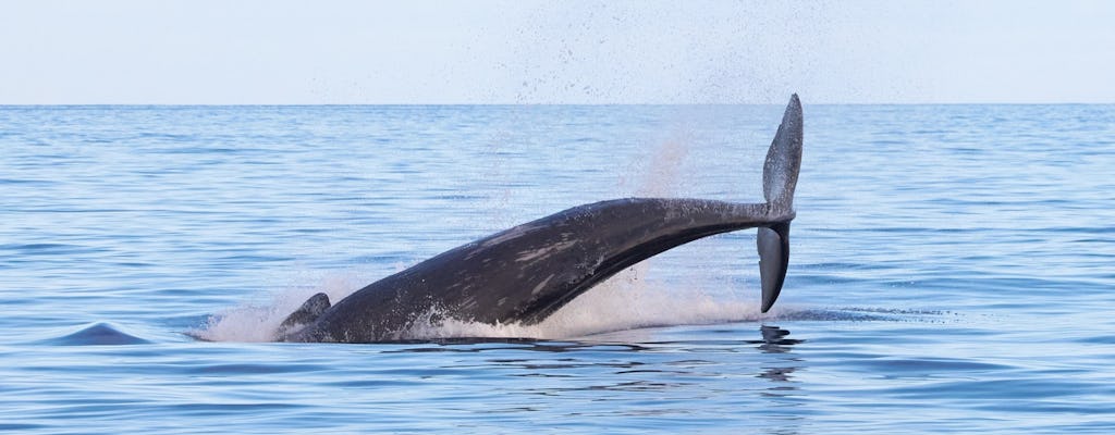 Boottocht om walvissen en dolfijnen te spotten vanuit Marina Quinta do Lorde