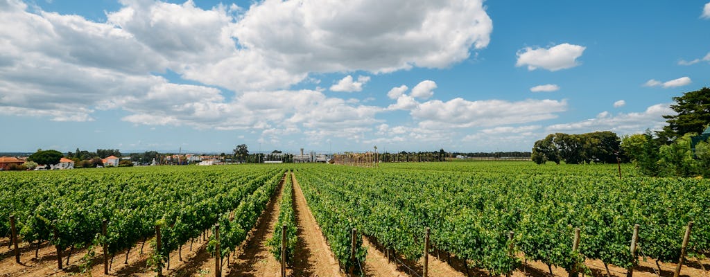 Visite guidée au sud de Lisbonne avec dégustation de vin